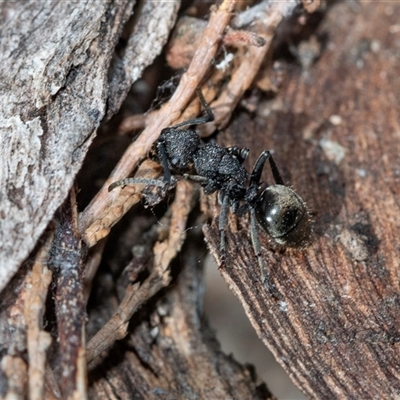 Polyrhachis sp. (genus) (A spiny ant) at Flinders Ranges, SA - 25 Sep 2025 by AlisonMilton