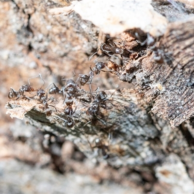 Iridomyrmex sp. (genus) (Ant) at Flinders Ranges, SA - 25 Sep 2025 by AlisonMilton