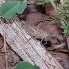 Acrididae sp. (family) (Unidentified Grasshopper) at Flinders Ranges, SA - 25 Sep 2025 by AlisonMilton