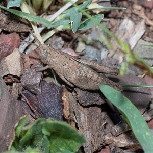Unverified Grasshopper (several families) at Flinders Ranges, SA - 25 Sep 2025 by AlisonMilton