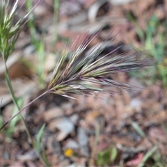 Unverified Grass at Flinders Ranges, SA - 25 Sep 2025 by AlisonMilton
