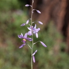 Arthropodium strictum at Flinders Ranges, SA - 25 Sep 2025 by AlisonMilton
