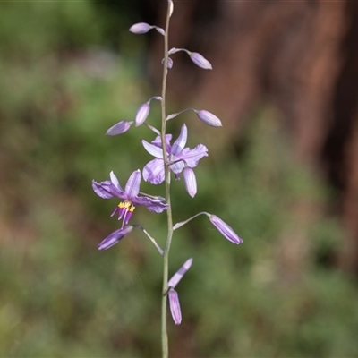 Arthropodium strictum at Flinders Ranges, SA - 25 Sep 2025 by AlisonMilton