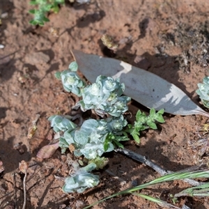 Actinobole uliginosum at Flinders Ranges, SA - 25 Sep 2025 by AlisonMilton