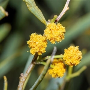 Acacia (genus) at Arkaroola Village, SA - 29 Sep 2025 by AlisonMilton
