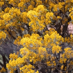 Unverified Other Shrub at Hawker, SA - 29 Sep 2025 by AlisonMilton