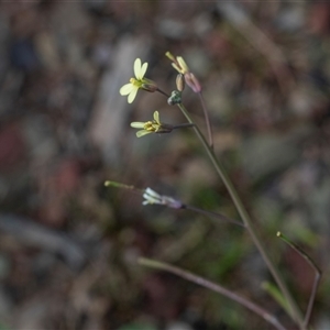 Brassica tournefortii at Flinders Ranges, SA - 25 Sep 2025 by AlisonMilton