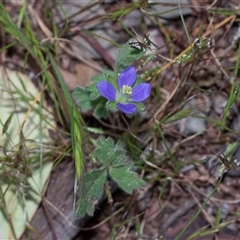Erodium crinitum at Flinders Ranges, SA - 25 Sep 2025 by AlisonMilton