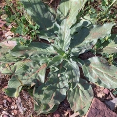 Unverified Other Wildflower or Herb at Flinders Ranges, SA - 25 Sep 2025 by AlisonMilton