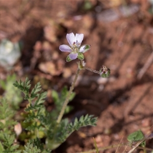 Erodium cicutarium at Flinders Ranges, SA - 25 Sep 2025 by AlisonMilton