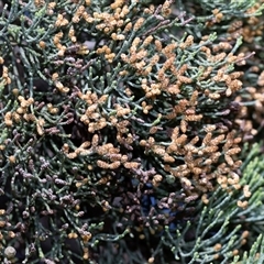 Allocasuarina (genus) at Flinders Ranges, SA - 25 Sep 2025 by AlisonMilton