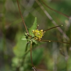 Unverified Other Wildflower or Herb at Flinders Ranges, SA - 25 Sep 2025 by AlisonMilton