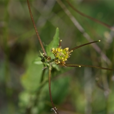 Unverified Other Wildflower or Herb at Flinders Ranges, SA - 25 Sep 2025 by AlisonMilton