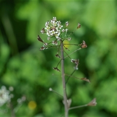 Capsella bursa-pastoris at Flinders Ranges, SA - 25 Sep 2025 by AlisonMilton