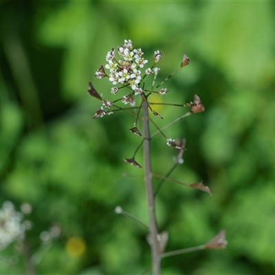 Capsella bursa-pastoris at Flinders Ranges, SA - 25 Sep 2025 by AlisonMilton