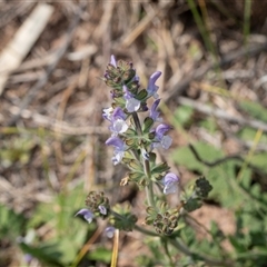 Salvia sp. at Flinders Ranges, SA - 25 Sep 2025 by AlisonMilton