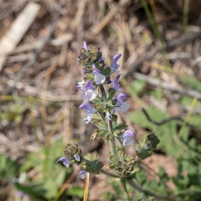 Salvia sp. at Flinders Ranges, SA - 25 Sep 2025 by AlisonMilton