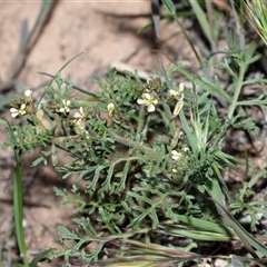 Carrichtera annua at Flinders Ranges, SA - 25 Sep 2025 by AlisonMilton