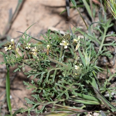 Carrichtera annua at Flinders Ranges, SA - 25 Sep 2025 by AlisonMilton