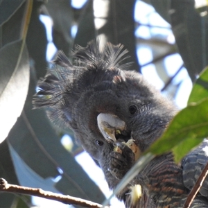 Callocephalon fimbriatum at Acton, ACT - 5 Nov 2025 by HelenCross