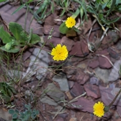 Unverified Other Wildflower or Herb at Flinders Ranges, SA - 25 Sep 2025 by AlisonMilton