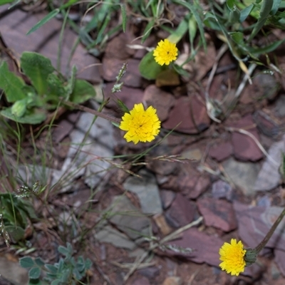 Unverified Other Wildflower or Herb at Flinders Ranges, SA - 25 Sep 2025 by AlisonMilton