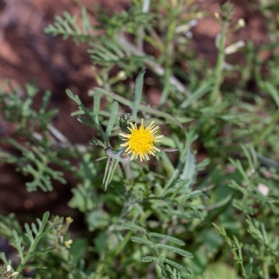 Unverified Other Wildflower or Herb at Flinders Ranges, SA - 25 Sep 2025 by AlisonMilton