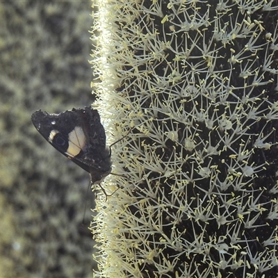 Vanessa itea (Yellow Admiral) at Acton, ACT - 6 Nov 2025 by HelenCross