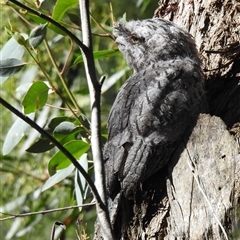 Podargus strigoides (Tawny Frogmouth) at Acton, ACT - 6 Nov 2025 by HelenCross