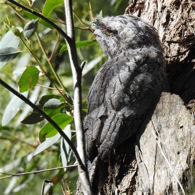 Podargus strigoides (Tawny Frogmouth) at Acton, ACT - 6 Nov 2025 by HelenCross