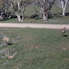 Dromaius novaehollandiae at Flinders Ranges, SA - 24 Sep 2025 by AlisonMilton