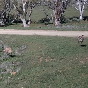 Dromaius novaehollandiae at Flinders Ranges, SA - 24 Sep 2025 by AlisonMilton