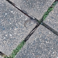 Christinus marmoratus (Southern Marbled Gecko) at Bruce, ACT - 5 Nov 2025 by Geckedgo