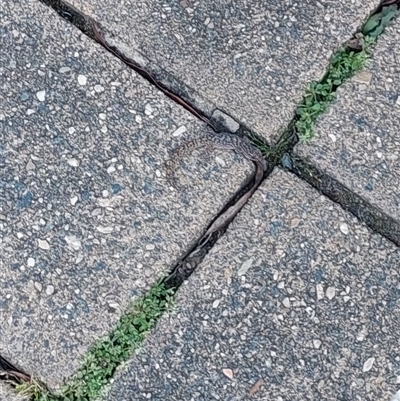 Christinus marmoratus (Southern Marbled Gecko) at Bruce, ACT - 5 Nov 2025 by Geckedgo