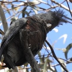 Callocephalon fimbriatum at Acton, ACT - 6 Nov 2025 by HelenCross