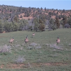 Dromaius novaehollandiae (Emu) at Flinders Ranges, SA - 24 Sep 2025 by AlisonMilton