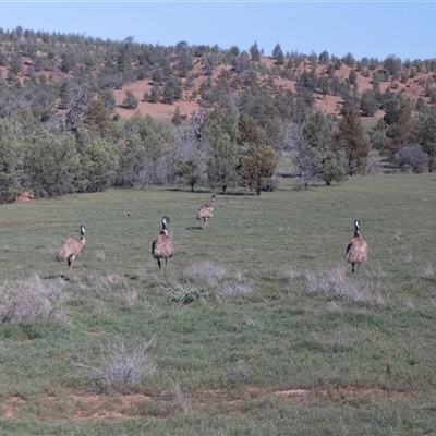 Dromaius novaehollandiae (Emu) at Flinders Ranges, SA - 24 Sep 2025 by AlisonMilton