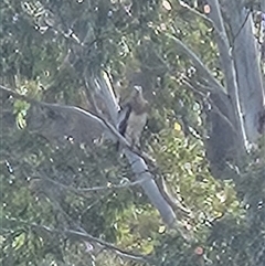 Icthyophaga leucogaster at Uriarra Village, ACT - 19 Oct 2025 by ChrisHolder