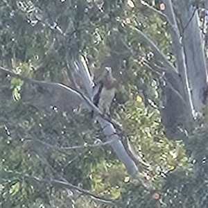 Icthyophaga leucogaster at Uriarra Village, ACT - 19 Oct 2025 by ChrisHolder