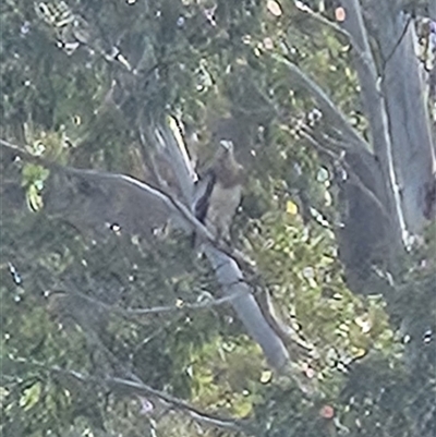 Icthyophaga leucogaster at Uriarra Village, ACT - 19 Oct 2025 by ChrisHolder