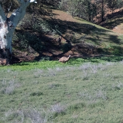 Dromaius novaehollandiae at Flinders Ranges, SA - 24 Sep 2025 by AlisonMilton