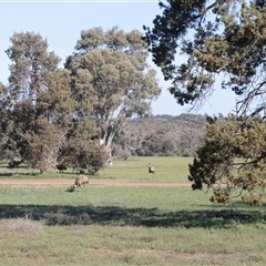 Dromaius novaehollandiae (Emu) at Flinders Ranges, SA - 24 Sep 2025 by AlisonMilton