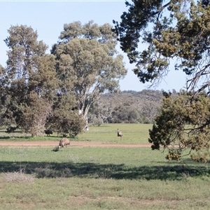 Dromaius novaehollandiae at Flinders Ranges, SA - 24 Sep 2025 by AlisonMilton