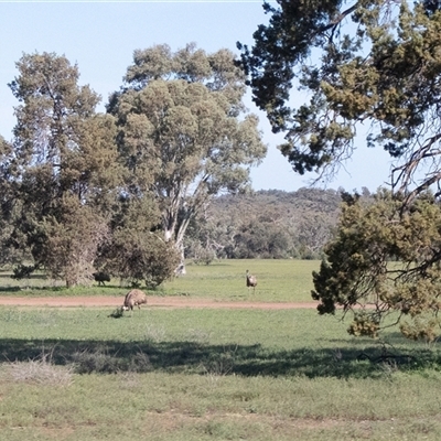 Dromaius novaehollandiae (Emu) at Flinders Ranges, SA - 24 Sep 2025 by AlisonMilton