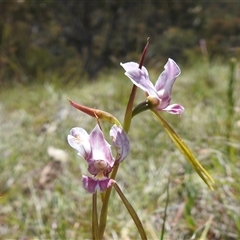 Diuris dendrobioides (Late Mauve Doubletail) by HelenCross