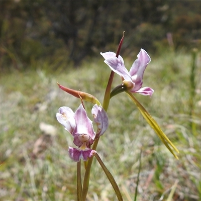 Diuris dendrobioides (Late Mauve Doubletail) at  - suppressed by HelenCross