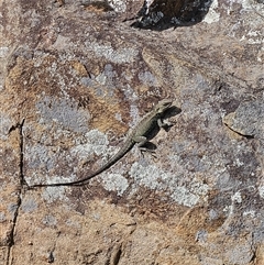 Intellagama lesueurii howittii at Uriarra Village, ACT - 19 Oct 2025 by ChrisHolder