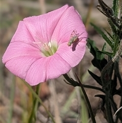 Convolvulus sp. at Kambah, ACT - 7 Nov 2025 by HelenCross