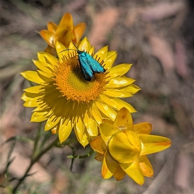 Pollanisus (genus) (A Forester Moth) at Kambah, ACT - 7 Nov 2025 by HelenCross