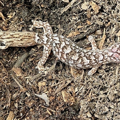 Christinus marmoratus (Southern Marbled Gecko) at Kambah, ACT - 8 Nov 2025 by LineMarie